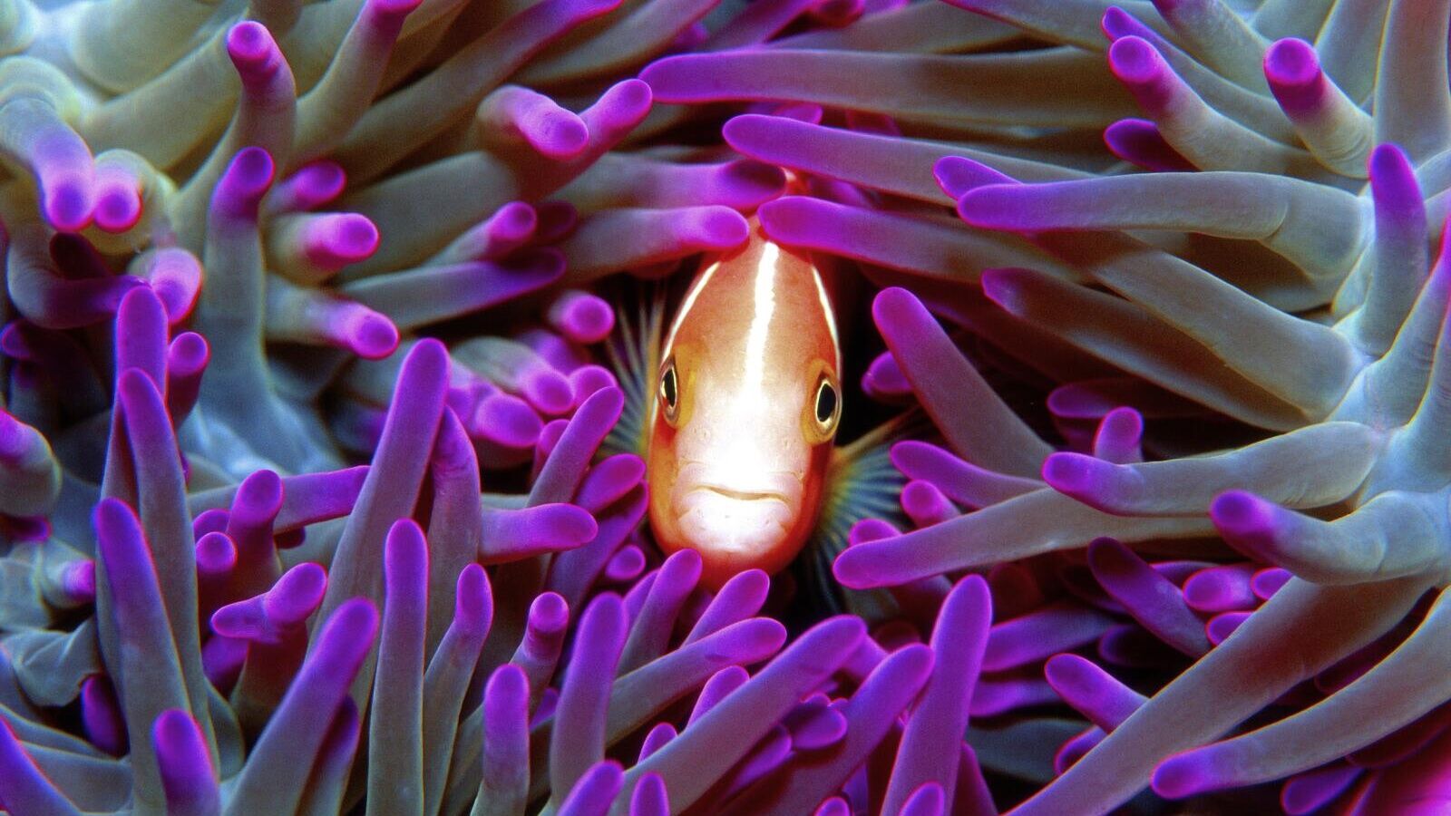 Snorkeller swimming above vibrant coral on the Great Barrier Reef